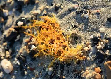 Sea life macro elafonisi