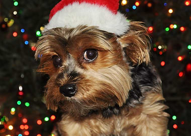 Cute Yorkshire Terrier