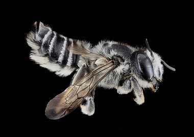 Megachile Texana