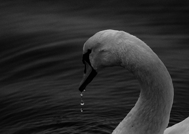 aesthetics of the swan