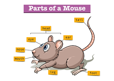 Mouse