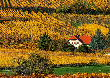 Yellow and orange colors