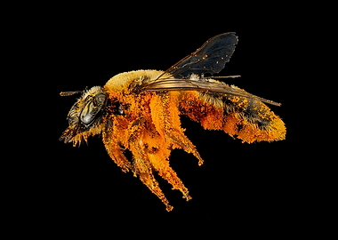 Bee Pollen