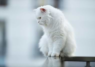 White Cat