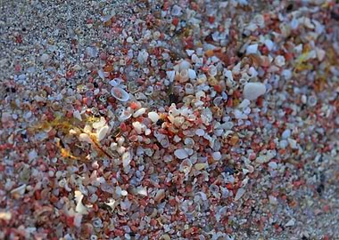 Shells backgroun Elafonisi