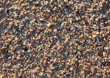 Shells backgroun Elafonisi