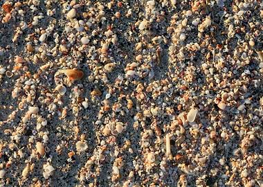 Shells backgroun Elafonisi