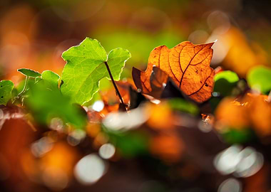 Autumn leaves