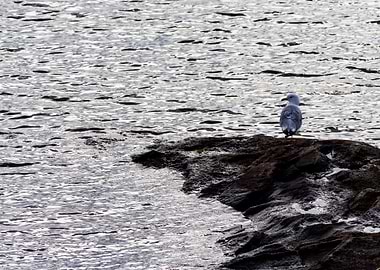 Lake Gull on the rocks