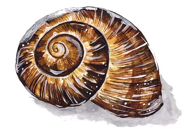 Brown Snail Shell