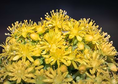 Wet Yellow flowers