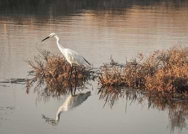 Little Egret 2 - Ile de Ré