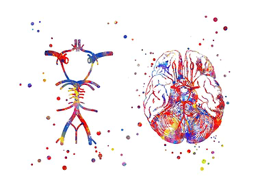 Circle Of Willis