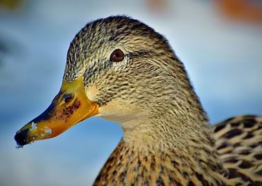 Cute Wild Duck