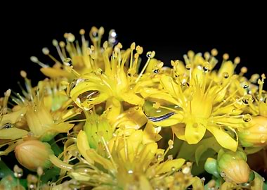 Wet Yellow flowers