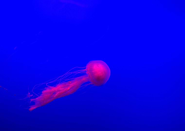 Orbital Jellyfish