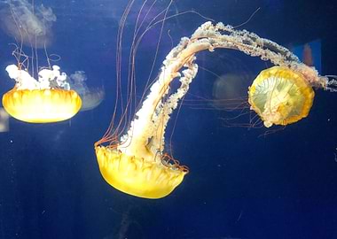 Crash Dive Jellyfish