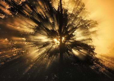 Sunlight shining through