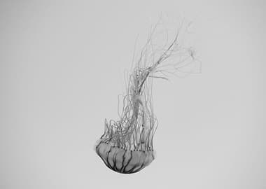 Black and white Jellyfish