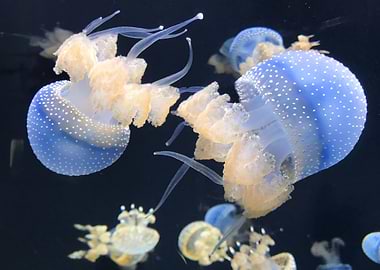 Dainty Jellyfish