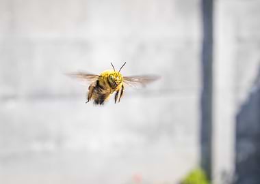 Carpenter bee flying