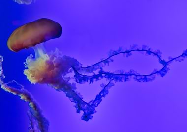 Tendrils Jellyfish