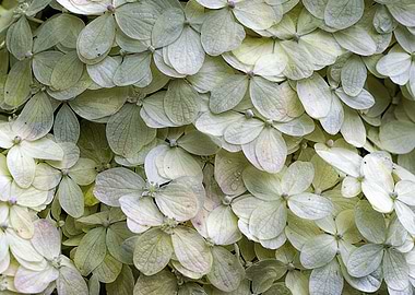 White Ortensia Flower
