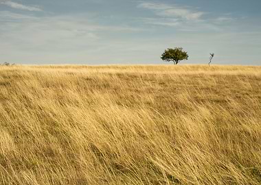 Grassland horizon