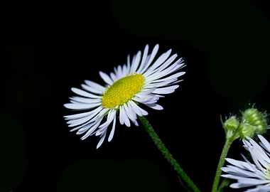 Daisy fleabane flower