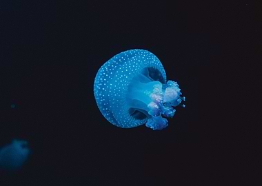 Single Jellyfish