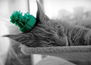 Simba the Maine Coon cat