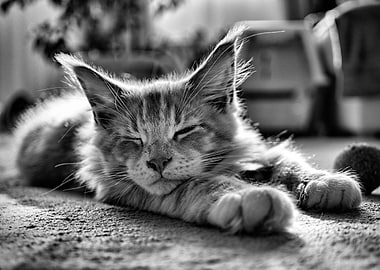 Simba the Maine Coon cat