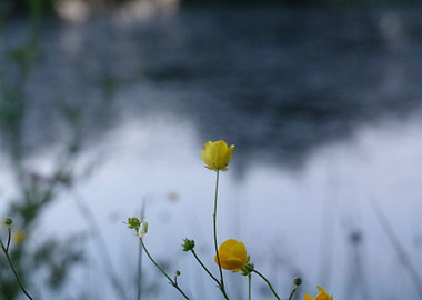 Yellow flower on sunset
