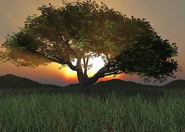 Sunset Tree 2020
