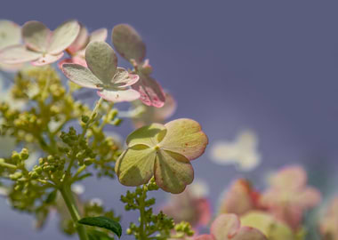 Hydrangea on Lavender Blue