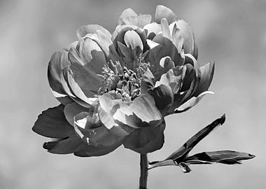 Monochrome peony art