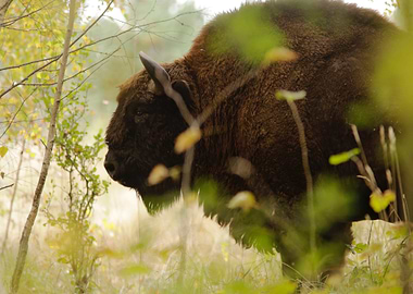 green bison