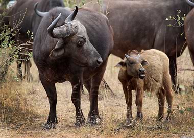baby animal bison