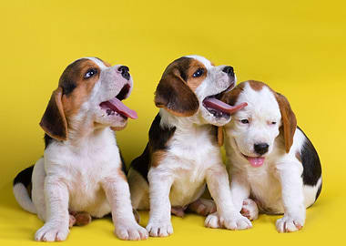 Beagles puppies