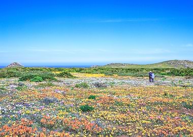 Flower season Cape Town