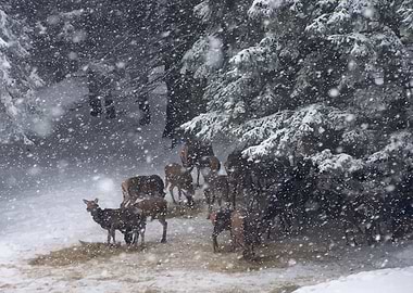 Winter fairtale snowy view