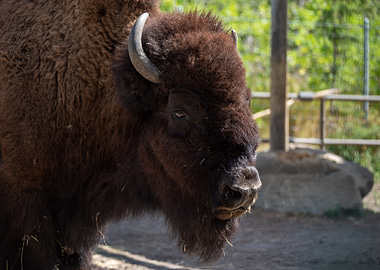 black bison animal