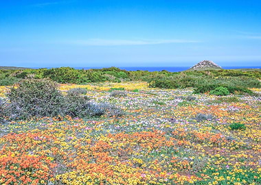 Flower season Cape Town