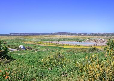 Flower season Cape Town