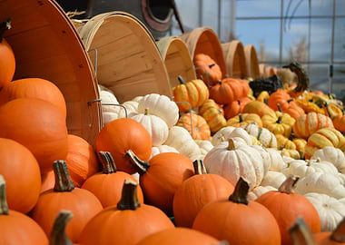 Gourds Pumpkins Vegetables