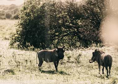 two bison animal
