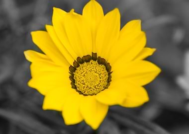 Yellow Daisy