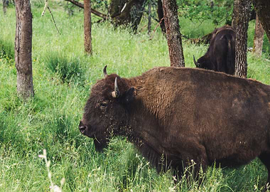 green bison brown