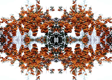 Symmetry nature photo