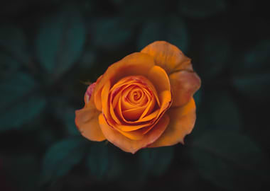 Orange Rose
